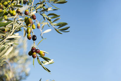 Low angle view of berries on tree against sky