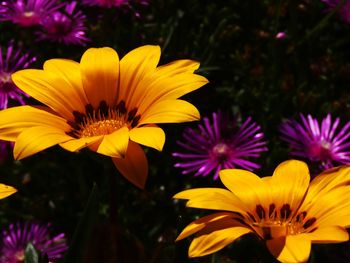 Close-up of purple flowering plants