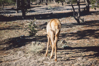 High angle view of elk standing on field at forest in grand canyon national park