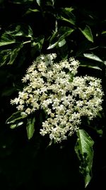 Close-up of white flowers