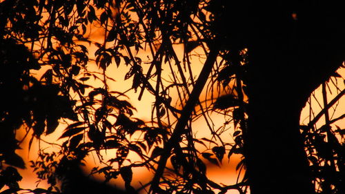 Low angle view of silhouette trees against sky at sunset