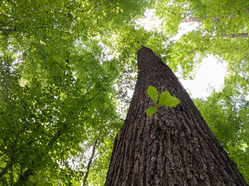 Low angle view of tree trunk in forest