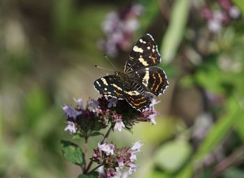 Close-up of butterfly pollinating on purple flower