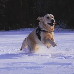 Dog running in snow