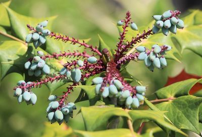 Close-up of berries growing on tree