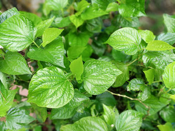 High angle view of raindrops on leaves