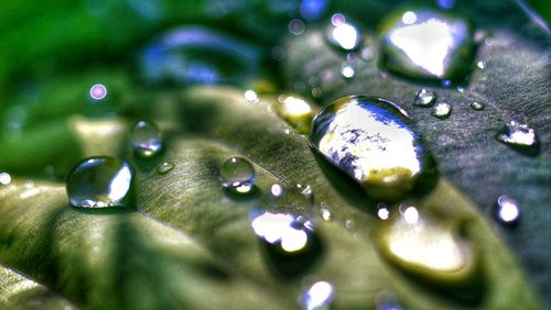 Close-up of water drops on leaf