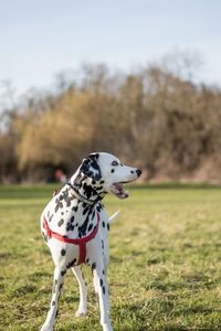 Close-up of dog against sky