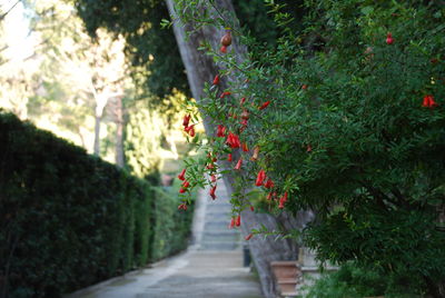 Plant against trees