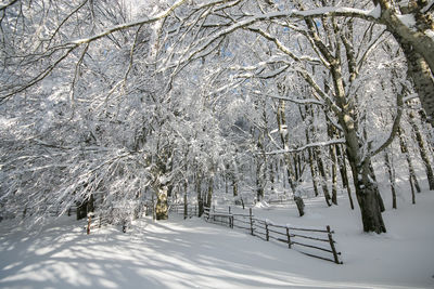 Bare trees on snow covered field during winter