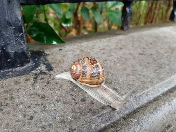 Close-up of snail