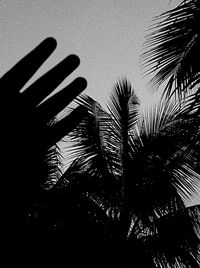 Low angle view of palm trees