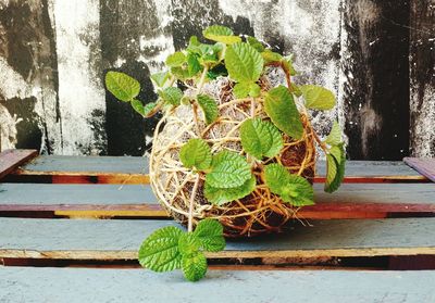 Close-up of potted plant against window