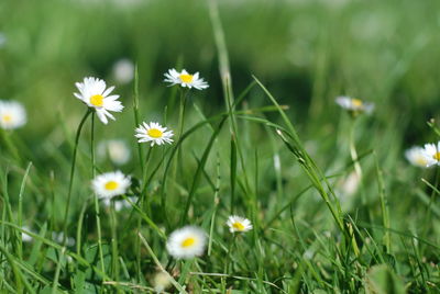 Close-up of daisy flowers on field