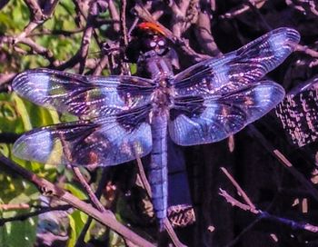 Close-up of dragonfly on plant