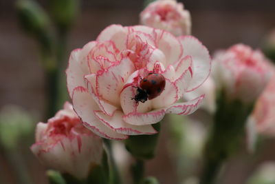 Close-up of pink rose