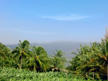 Palm trees against sky