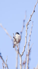 Low angle view of bird perching on tree