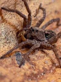 Close-up of spider on rock