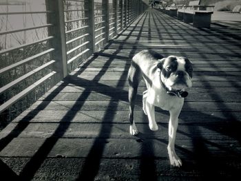 High angle portrait of dog on railing