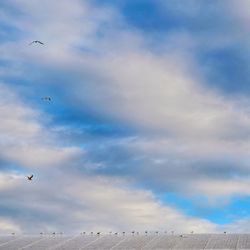 Low angle view of seagulls flying against sky