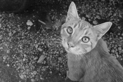 Close-up portrait of a cat