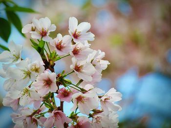 Close-up of white flowers