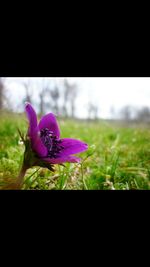 Close-up of purple flowers blooming in field