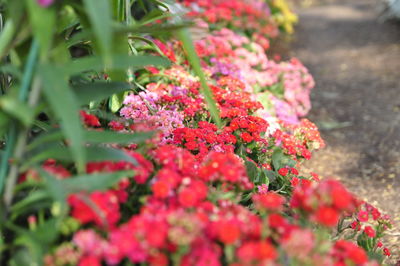 Close-up of red flowering plant in field