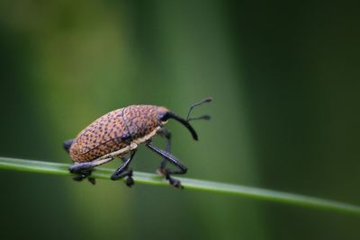 Close-up of insect on leaf