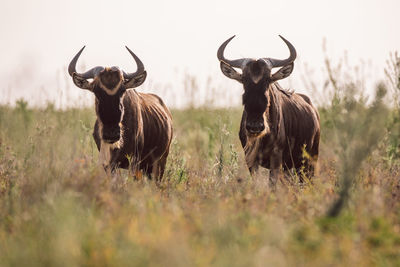 Gnu antelope standing on field