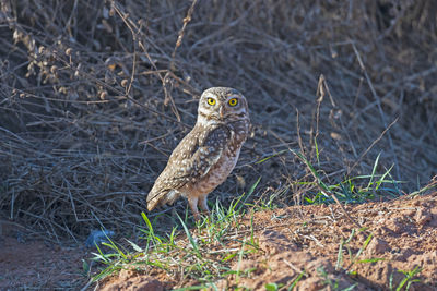 Burrowing owl guarding its nest near alta floresta, mato grosso, brazil