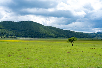 Scenic view of field against sky