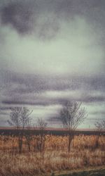 Bare trees on field against storm clouds