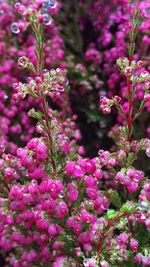 Close-up of pink flowers