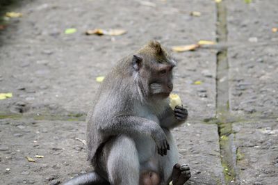 Monkey sitting outdoors