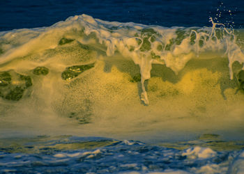 Close-up of turtle swimming in sea