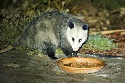 Close-up portrait of opossum eating food