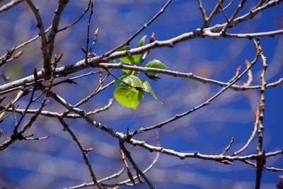 Low angle view of bare tree against blue sky