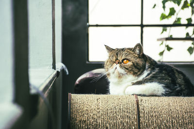 Close-up of a cat sitting
