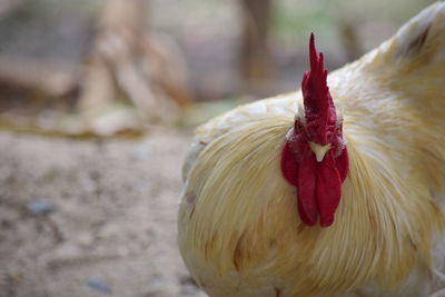 Close-up of a bird