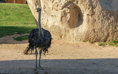 ostrich