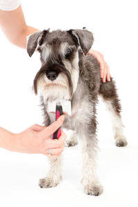 Cropped image of groomer cutting hair of miniature schnauzer on white background