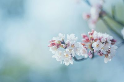 Close-up of pink cherry blossom