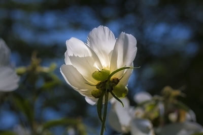Close-up of white flowering plant
