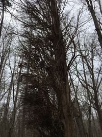 Low angle view of trees in forest against sky