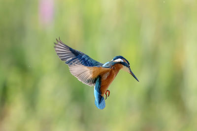 Side view of a bird flying