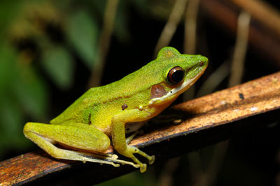 Close-up of lizard