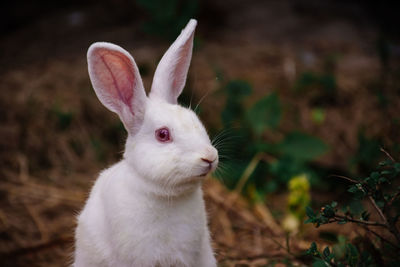 Close-up of white rabbit on field