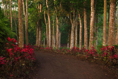 Footpath amidst plants and trees in forest